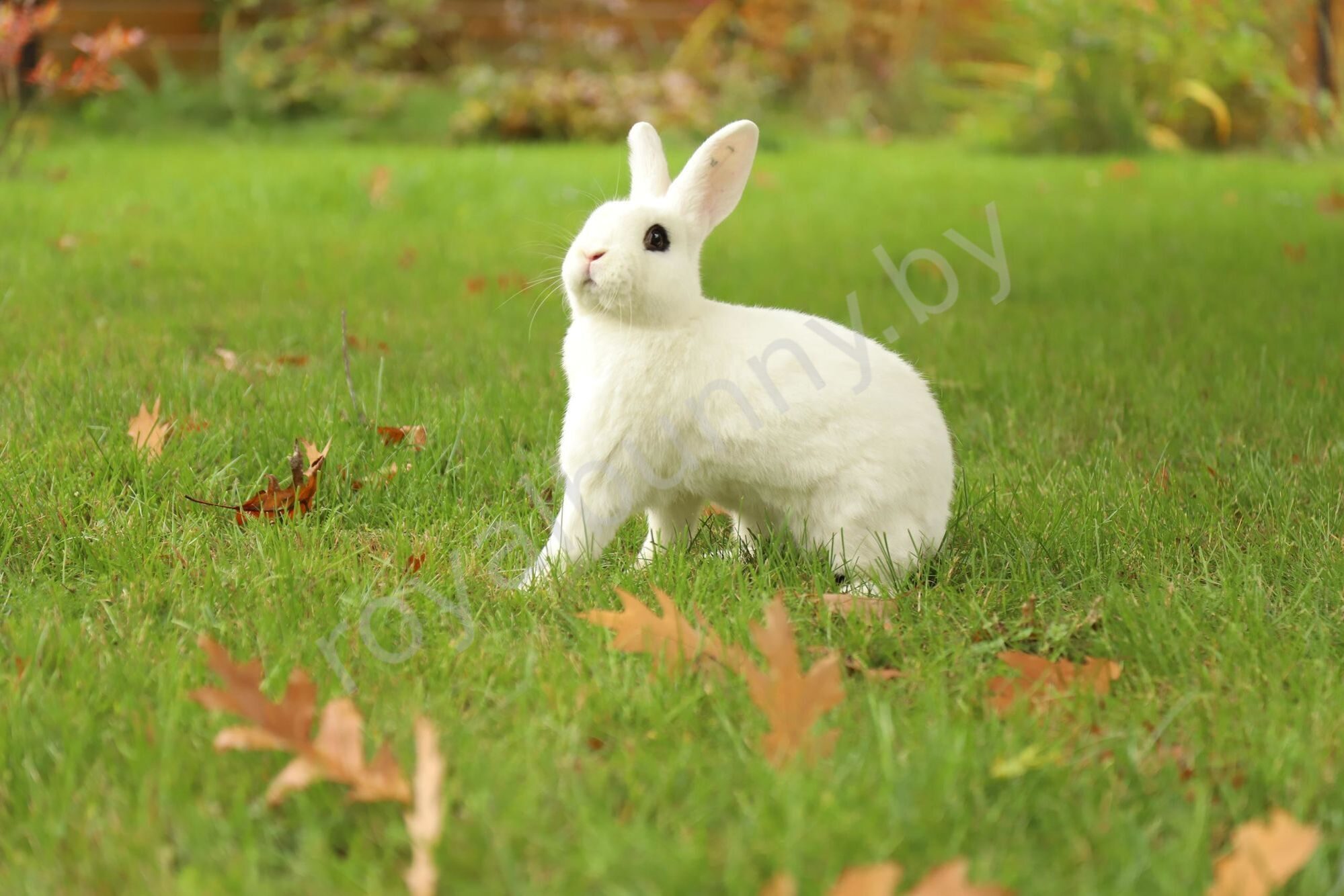 Королевский кролик фото